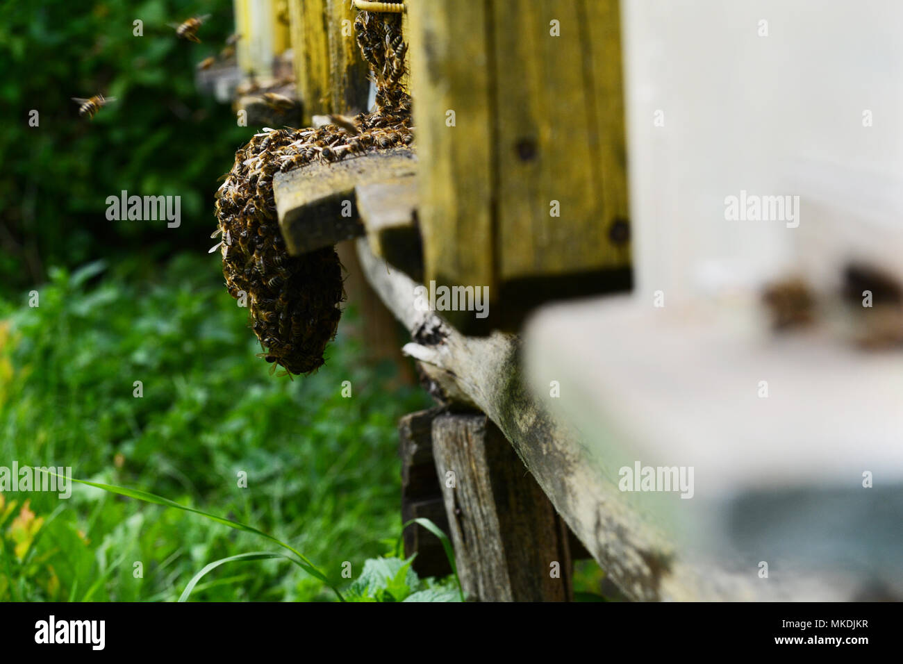 Beard made out a bee swarm. Traditional beekeeping in Transylvania, Romania Stock Photo