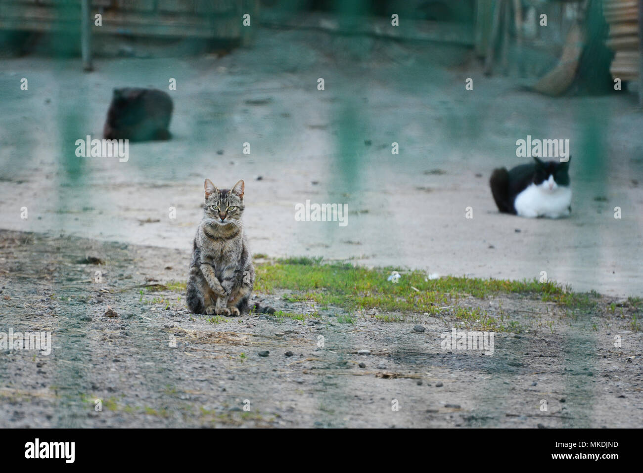 Stray cats. Domestic cats in rural side. Stock Photo