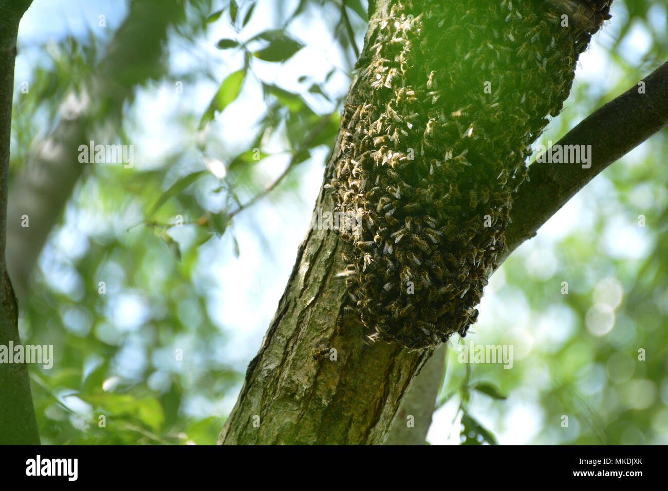 Newly formed bee swarm. Traditional beekeeping in Transylvania, Romania Stock Photo