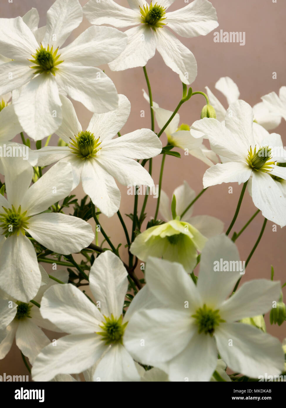 Green eyed white spring flowers of the half hardy evergreen climber, Clematis 'Early Sensation' Stock Photo