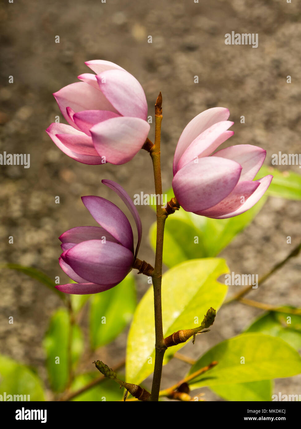 Small pink Spring flowers of the complex hybrid Magnolia (Michelia type) , Magnolia 'Fairy Blush' Stock Photo