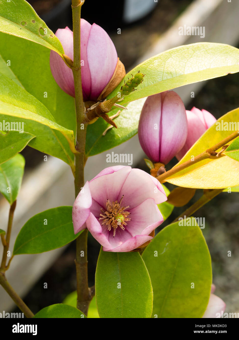 Small pink Spring flowers of the complex hybrid Magnolia (Michelia type