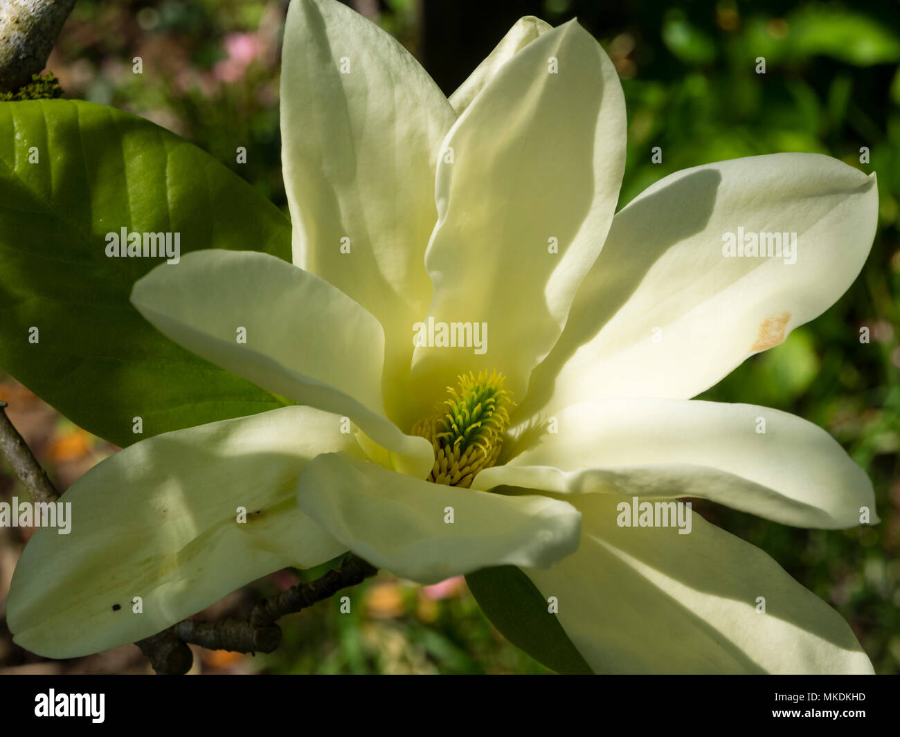 Pale yellow spring flower of the deciduous tree, Magnolia 'Fei Huang'  ('Yellow River') Stock Photo