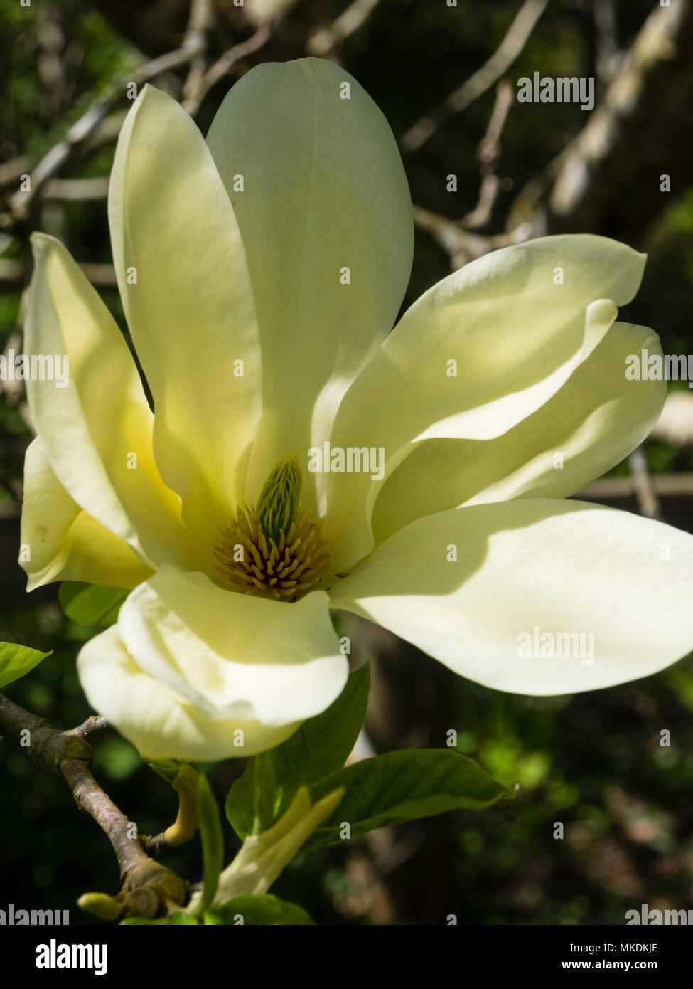 Pale yellow spring flower of the deciduous tree, Magnolia 'Fei Huang'  ('Yellow River') Stock Photo
