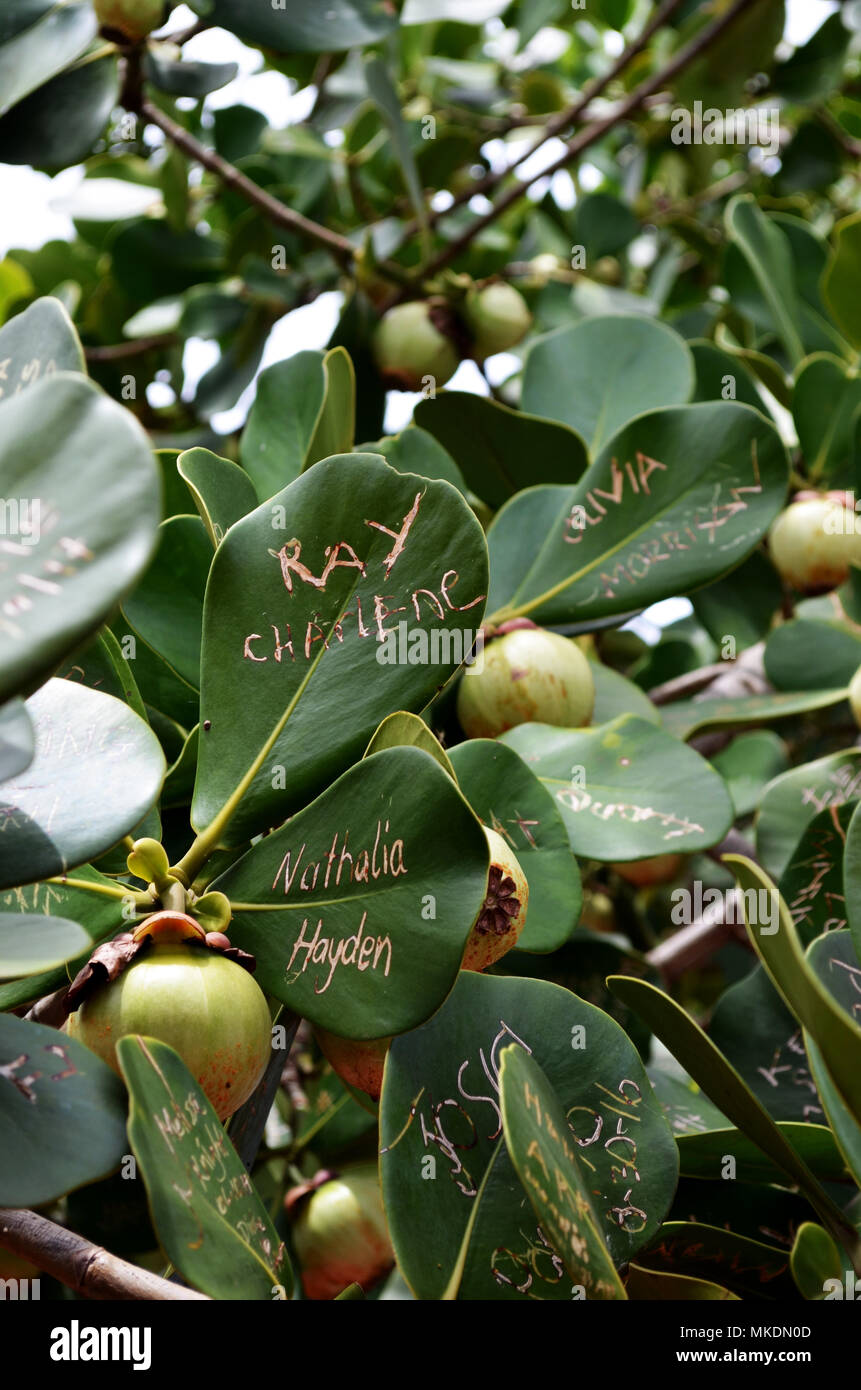 Names written on leaves of fruit tree Stock Photo