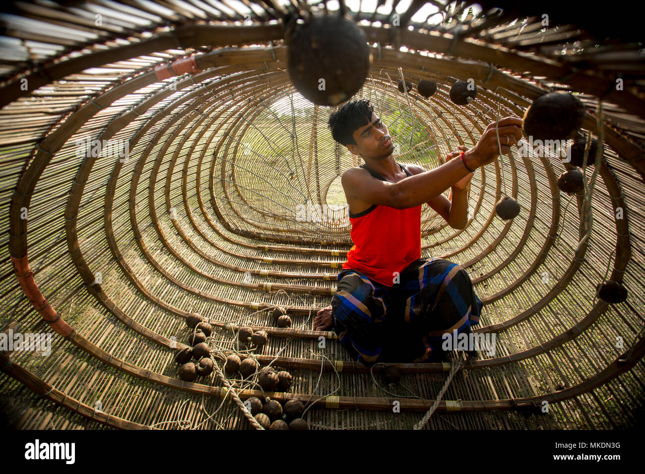 Traditional Pangas Catfish fishing traps made of a Bamboo sticks in