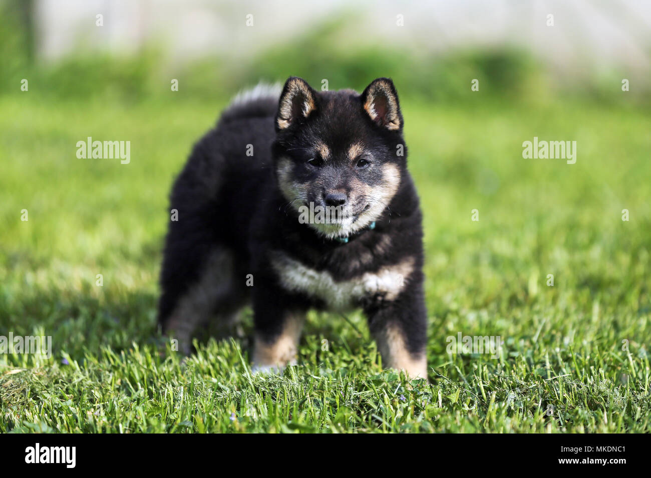Shiba Inu Puppies For Sale