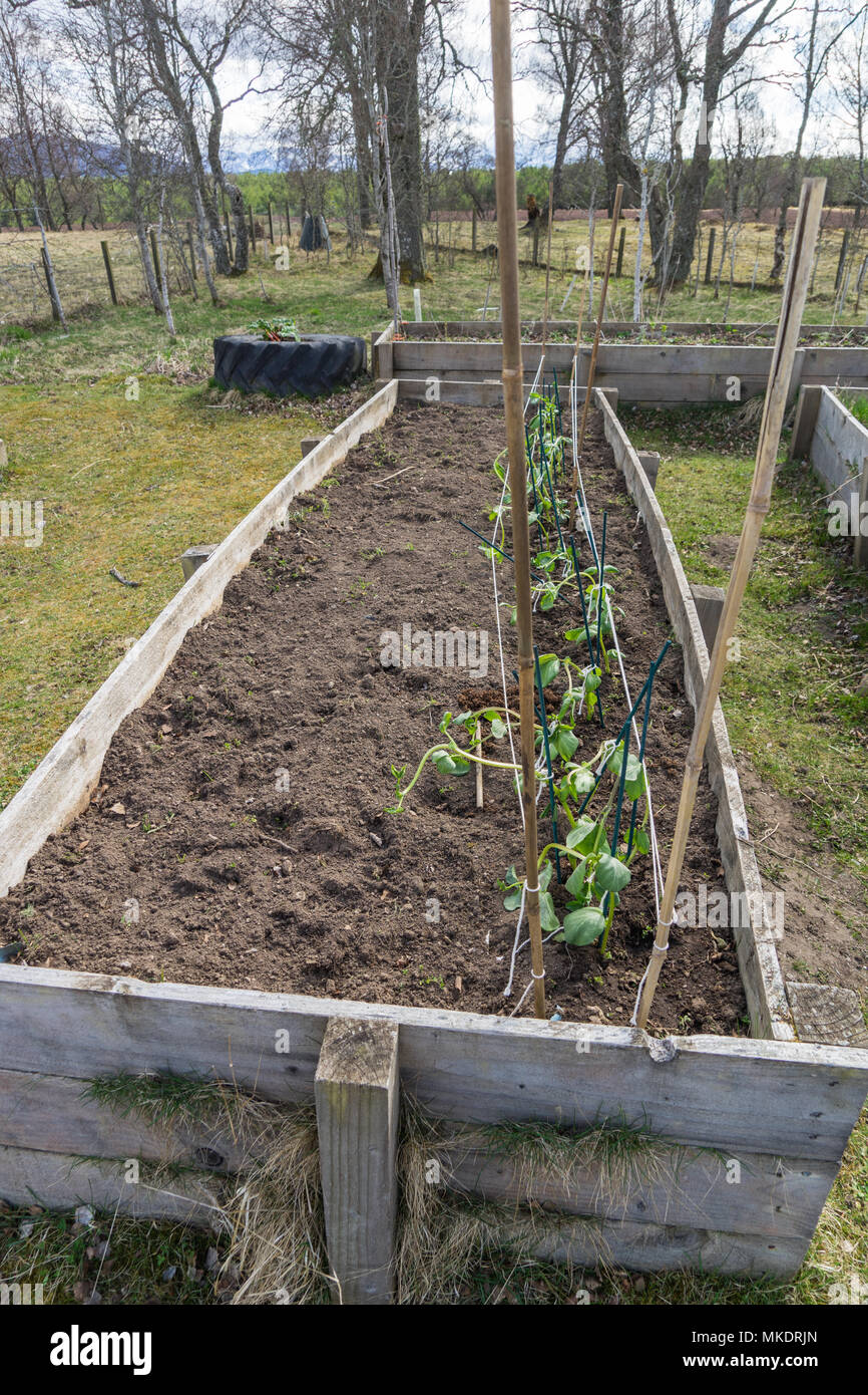Raised wooden beds with a row of beans planted Stock Photo Alamy