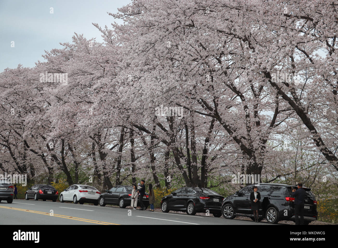 Huge mature cherry trees in full bloom along a road in Gyeongju, South Korea, have attracted many cars to stop to view the beautiful pink blossoms. Stock Photo
