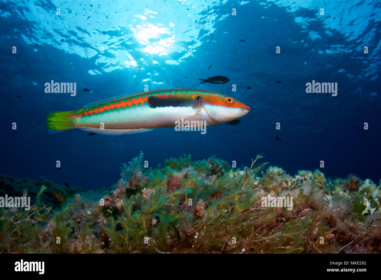 A mediterranean rainbow wrasse (Coris julis) in secondary-phase male livery in Es Vedrá islet (ibiza, Balearic Islands, Spain) Stock Photo