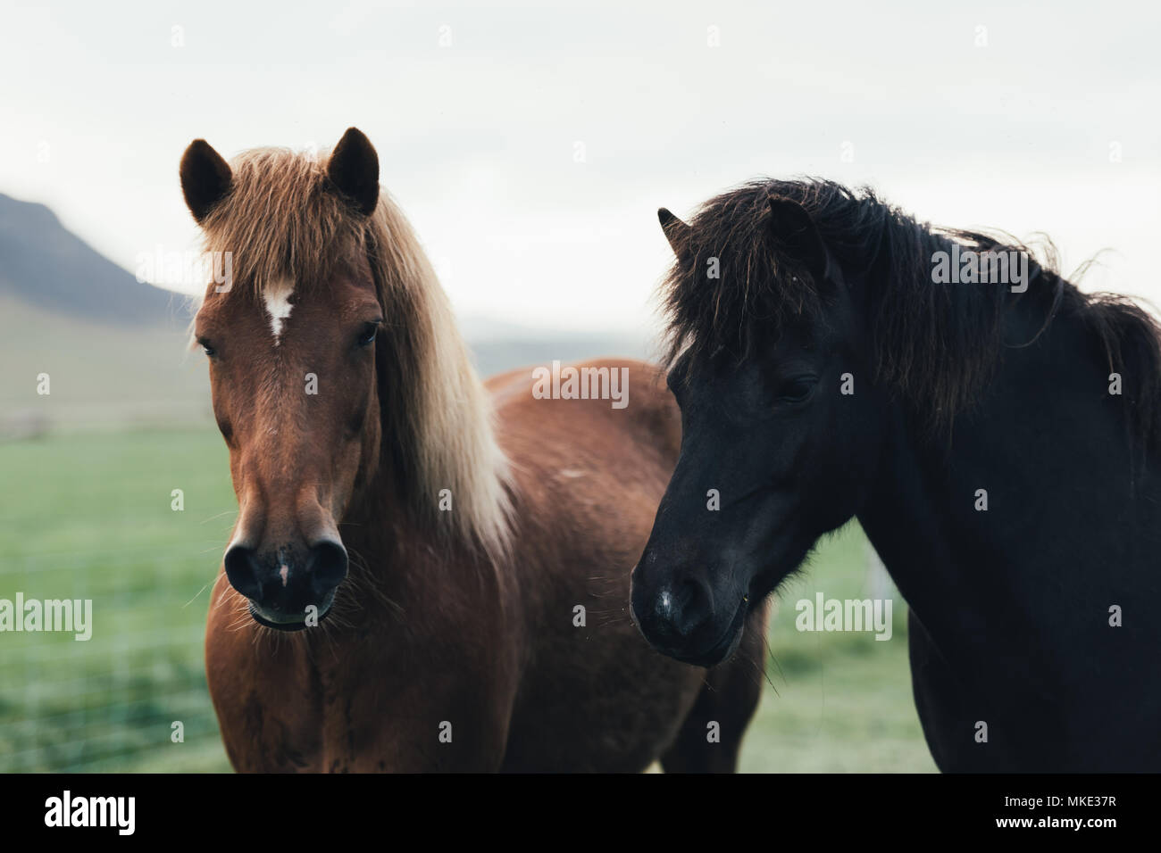 Couple of icelandic horses Stock Photo