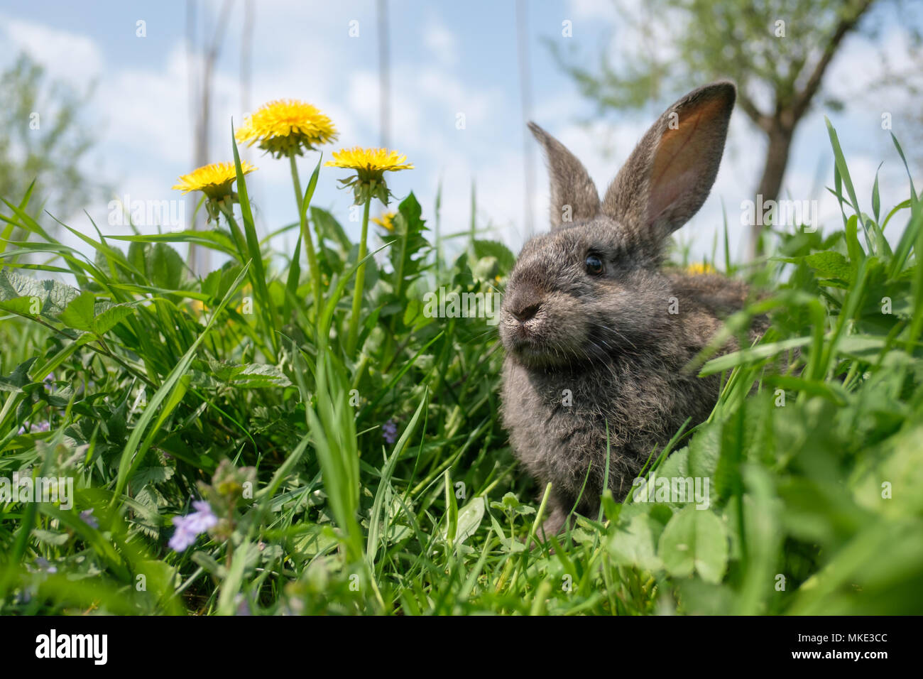 Small grey rabbit in green grass closeup Stock Photo