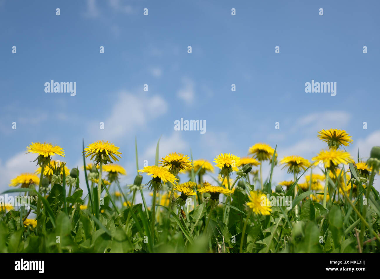 Yellow dandelions field closeup Stock Photo