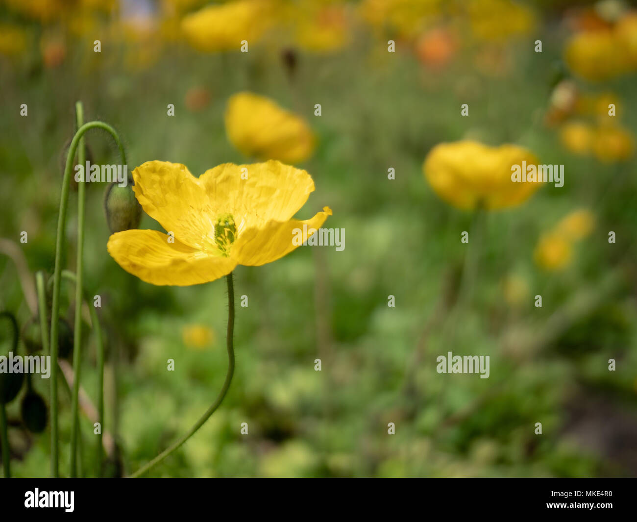 Yellow buttercup tree flower on hi-res stock photography and images - Alamy