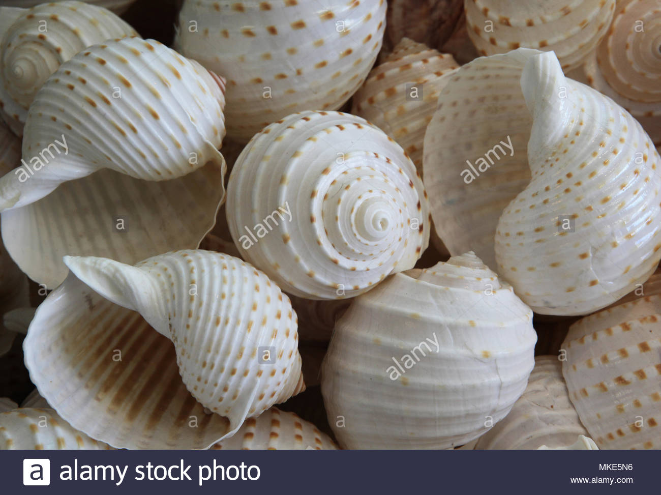 Scotch Bonnet Shell Stock Photos & Scotch Bonnet Shell Stock Images - Alamy