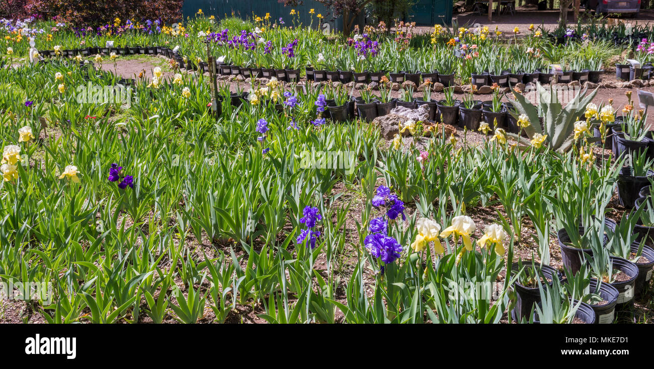 Hondo iris farm new mexico hires stock photography and images Alamy