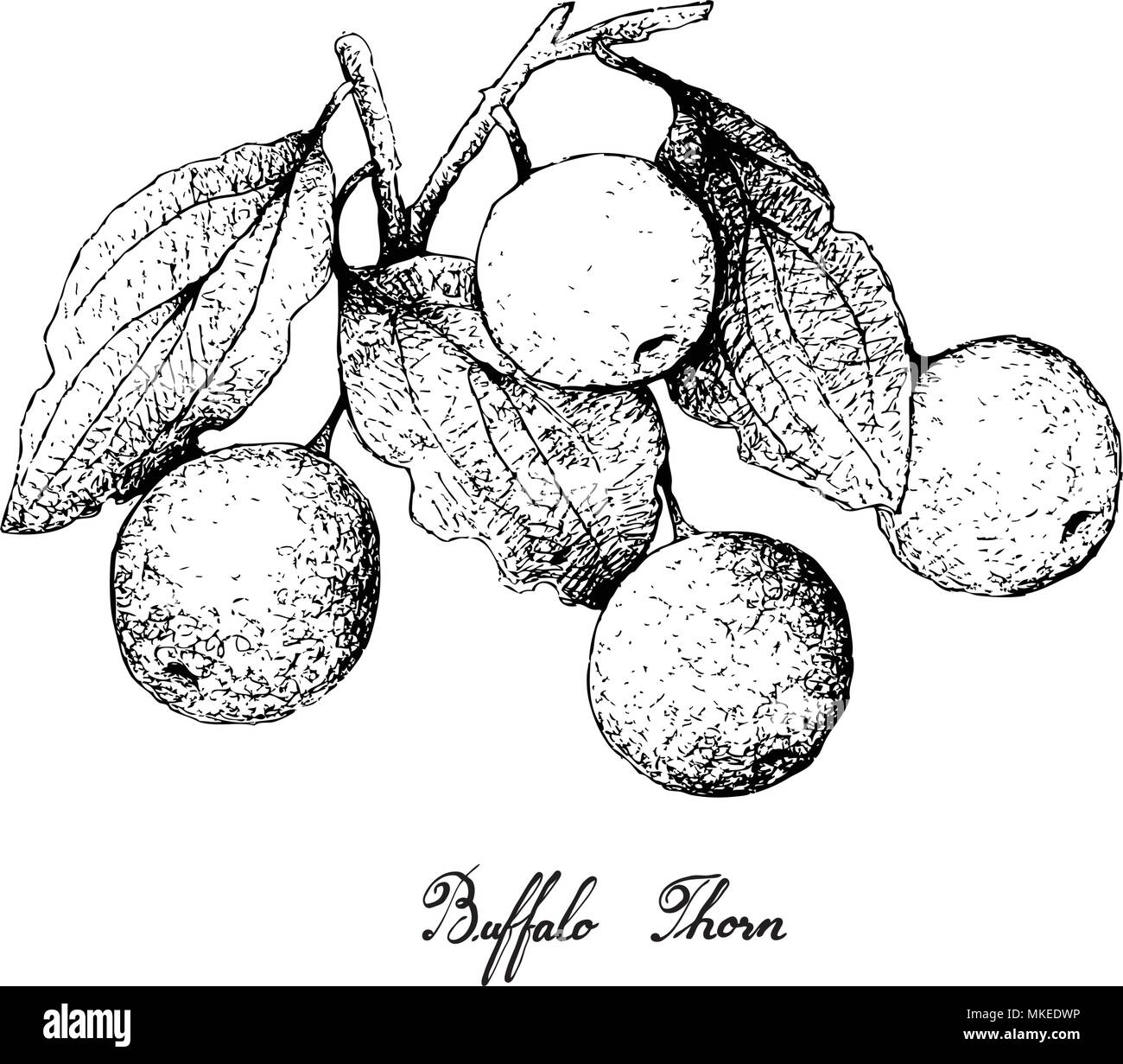 Tropical Fruit, Illustration of Hand Drawn Sketch Buffalo Thorn or ...