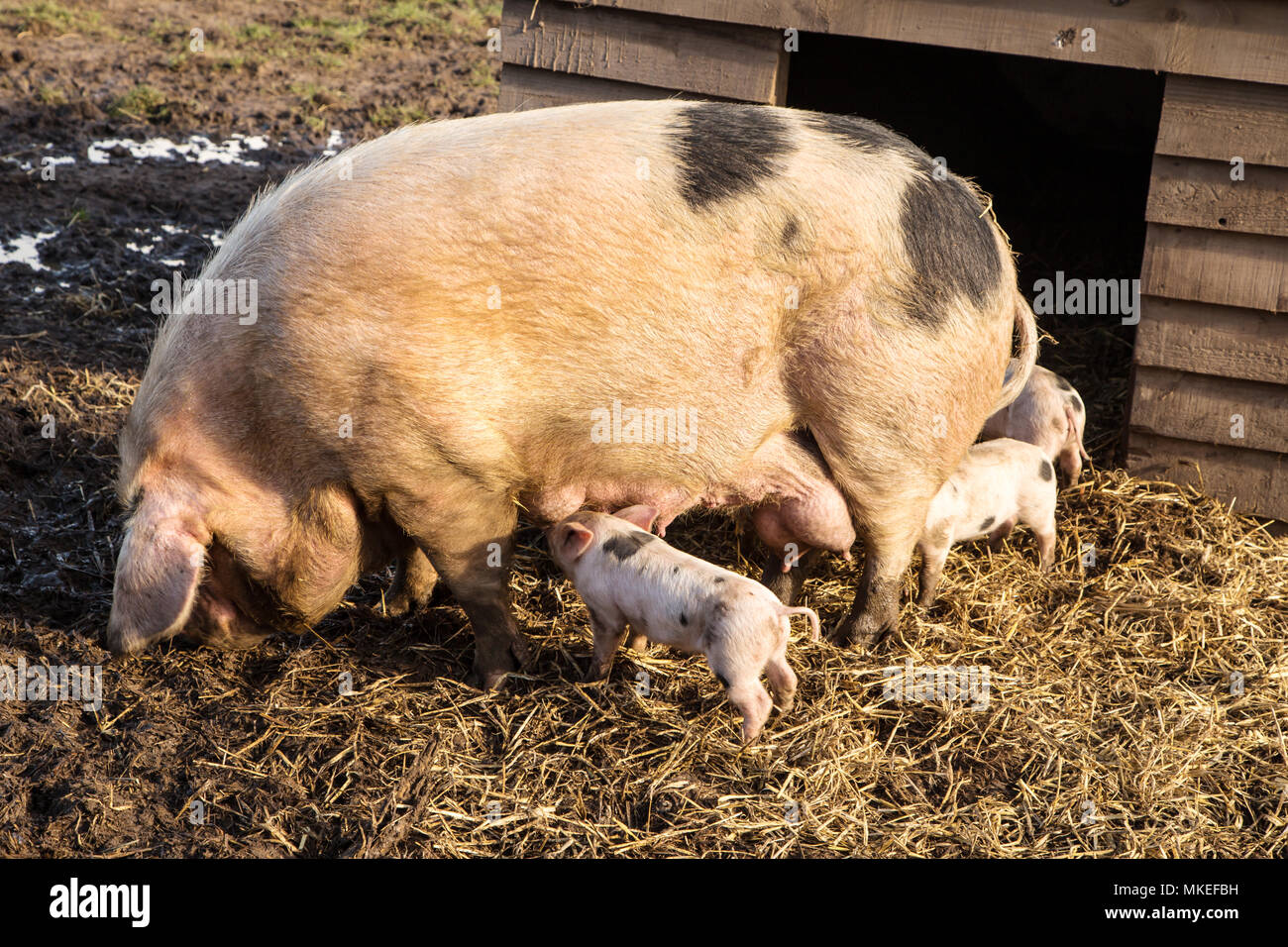 A Gloucester Old Spot sow feeding her young piglets Stock Photo