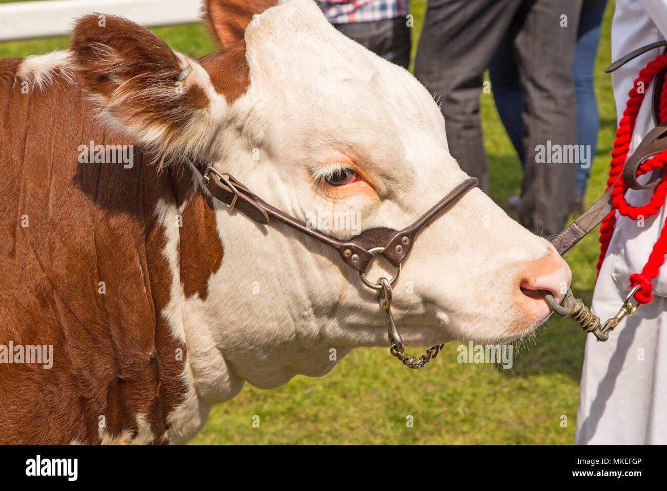Hereford bull nose ring hi-res stock photography and images - Alamy