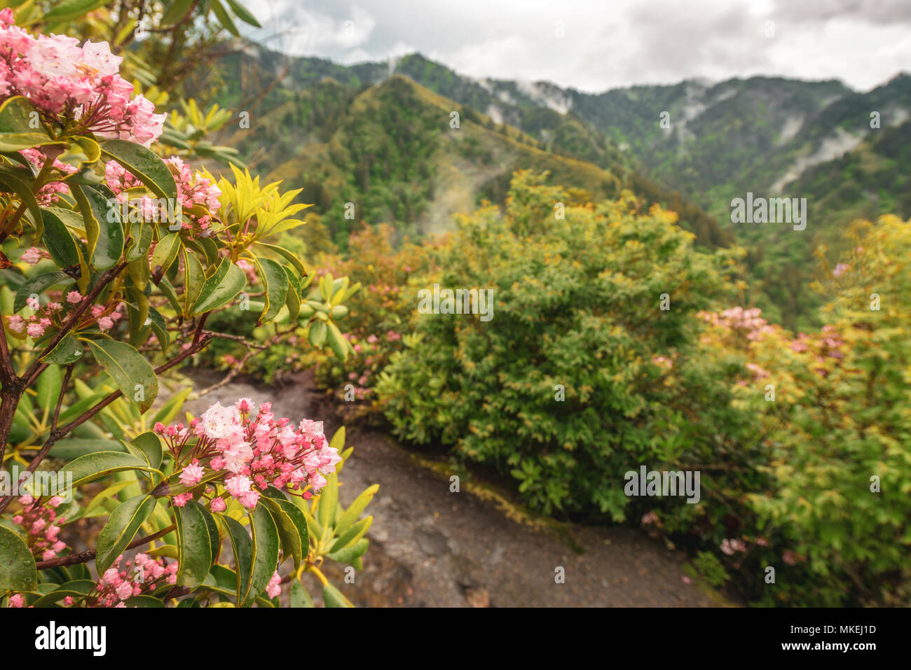 Summer landscape in the Smoky Mountains near Gatlinburg, Tennessee. Stock Photo