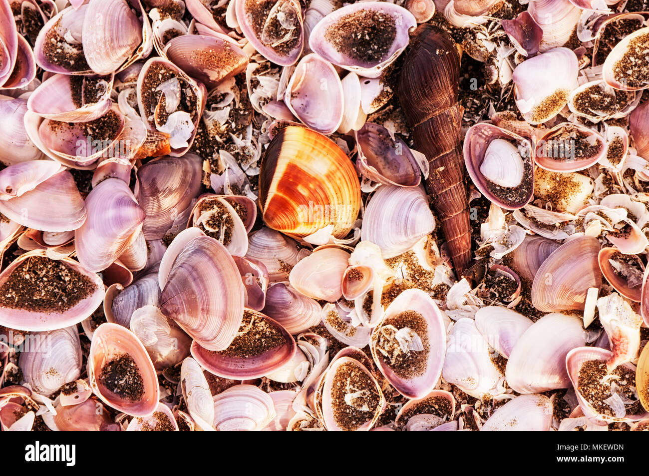 A variety of different shells on a beach in the Can Gio area of south Vietnam. Stock Photo