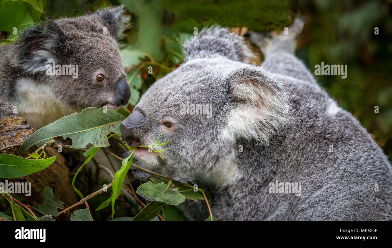 Koala bear gum tree hi-res stock photography and images - Alamy