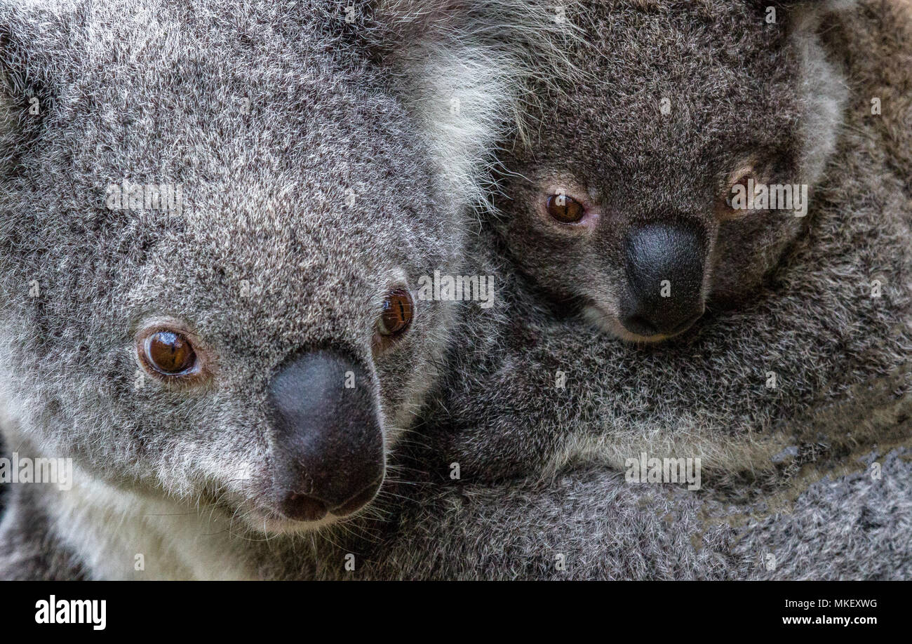 Koala bear gum tree hi-res stock photography and images - Alamy