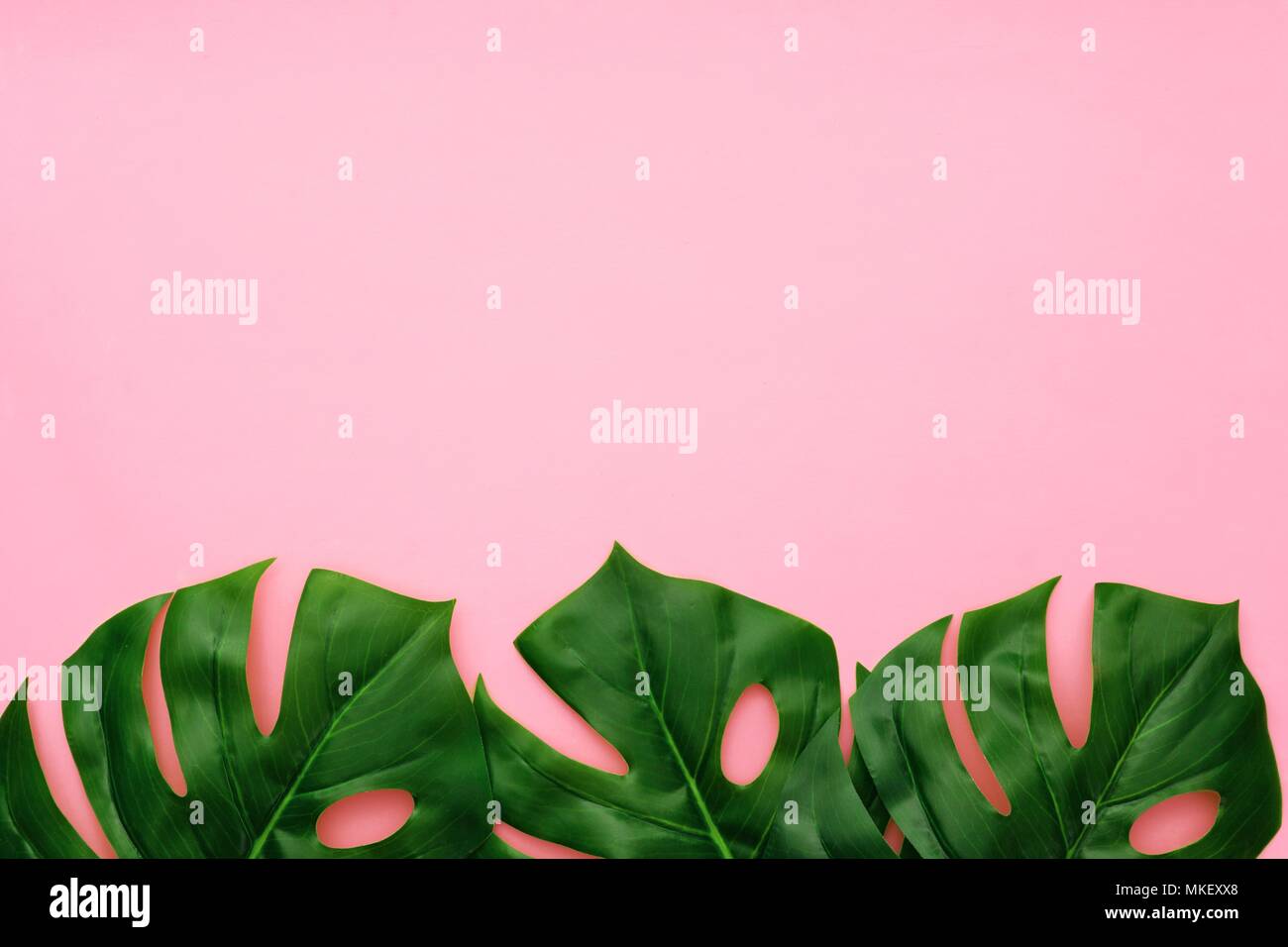 Tropical Palm fronds in light pink on a hot pink background
