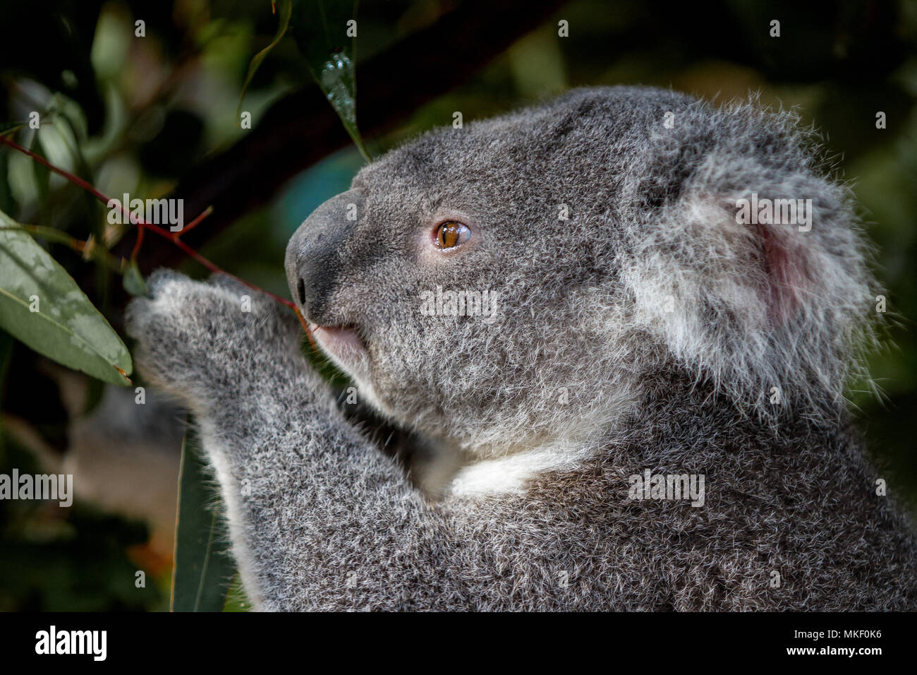 Koalas clutching branches from gum trees Stock Photo Alamy