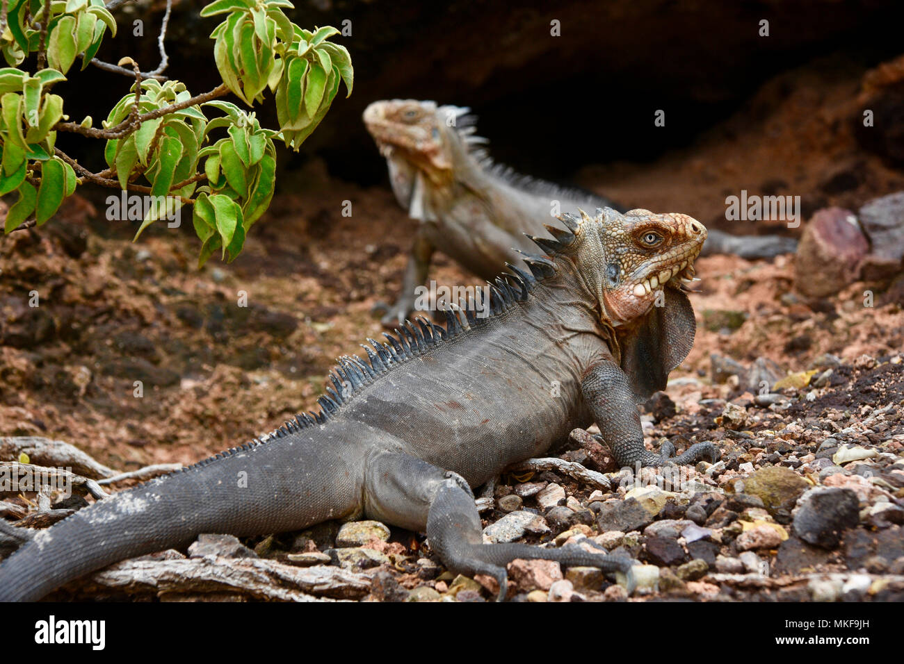 La Desirade - Native Iguanas - Picture of La Désirade, Guadeloupe -  Tripadvisor