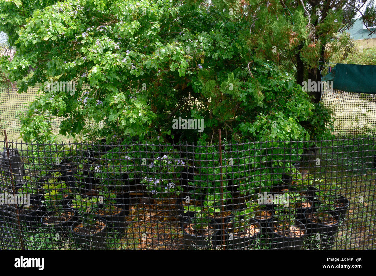 Acacia Spirorbis High Resolution Stock Photography and Images Alamy