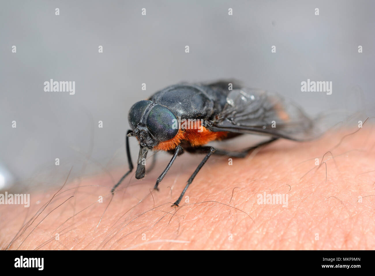 Coliguacho or black horse fly (Scaptia lata), resting on the skin, Vicente Perez Rosales National Park, X Region of the Lakes, Chile Stock Photo