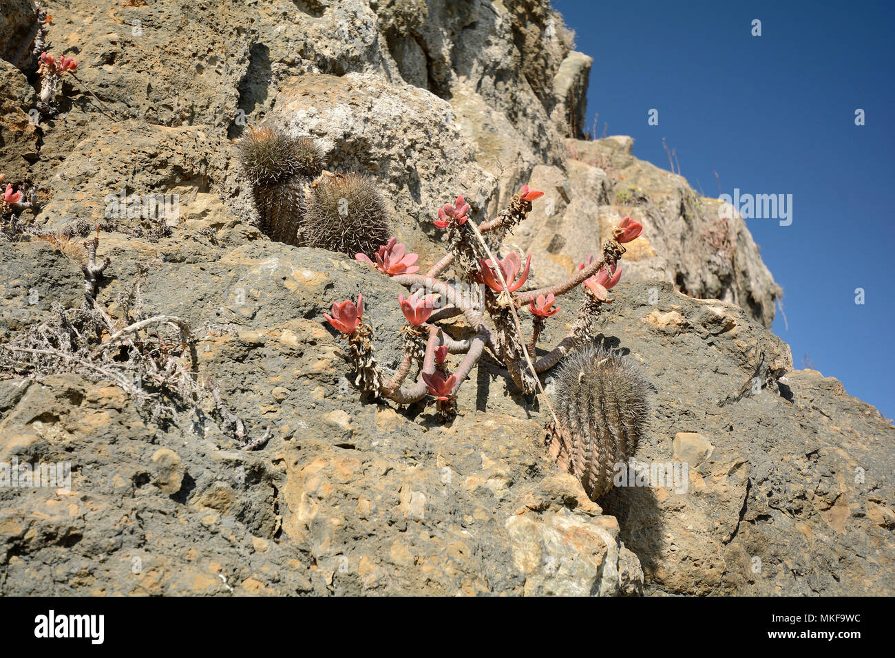 Chilenito (Eriosyce chilensis), Cactaceae endemic to Chile, Parque Puquen, Los Molles, La Ligua, V Region of Valparaiso, Chile Stock Photo