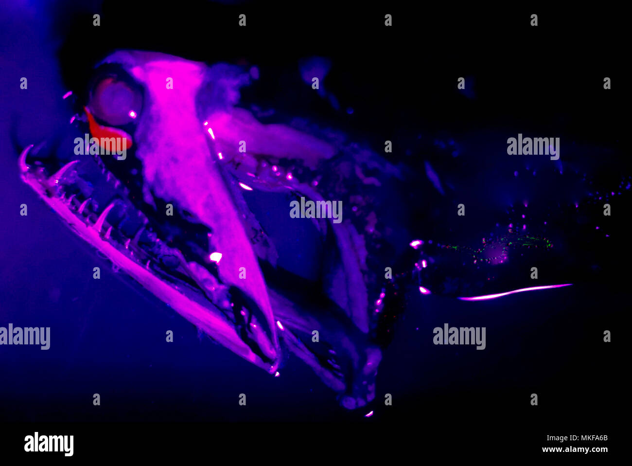 Loosejaw dragonfish hires stock photography and images Alamy