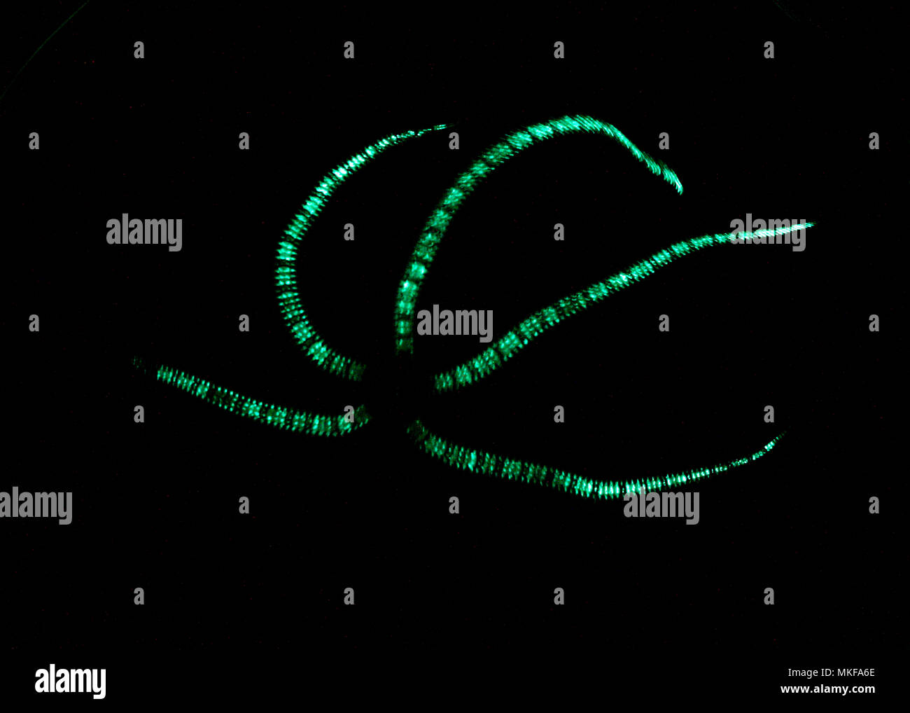Black brittle star hires stock photography and images Alamy