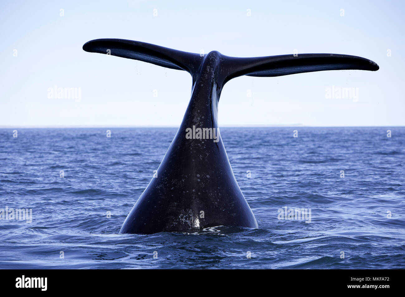Tail of southern right whale, Eubalaena australis, Conservation Dependant (IUCN), UNESCO Natural World Heritage Site, Golfo Nuevo, Peninsula Valdes, Chubut, Patagonia, Argentina, Atlantic Ocean Stock Photo