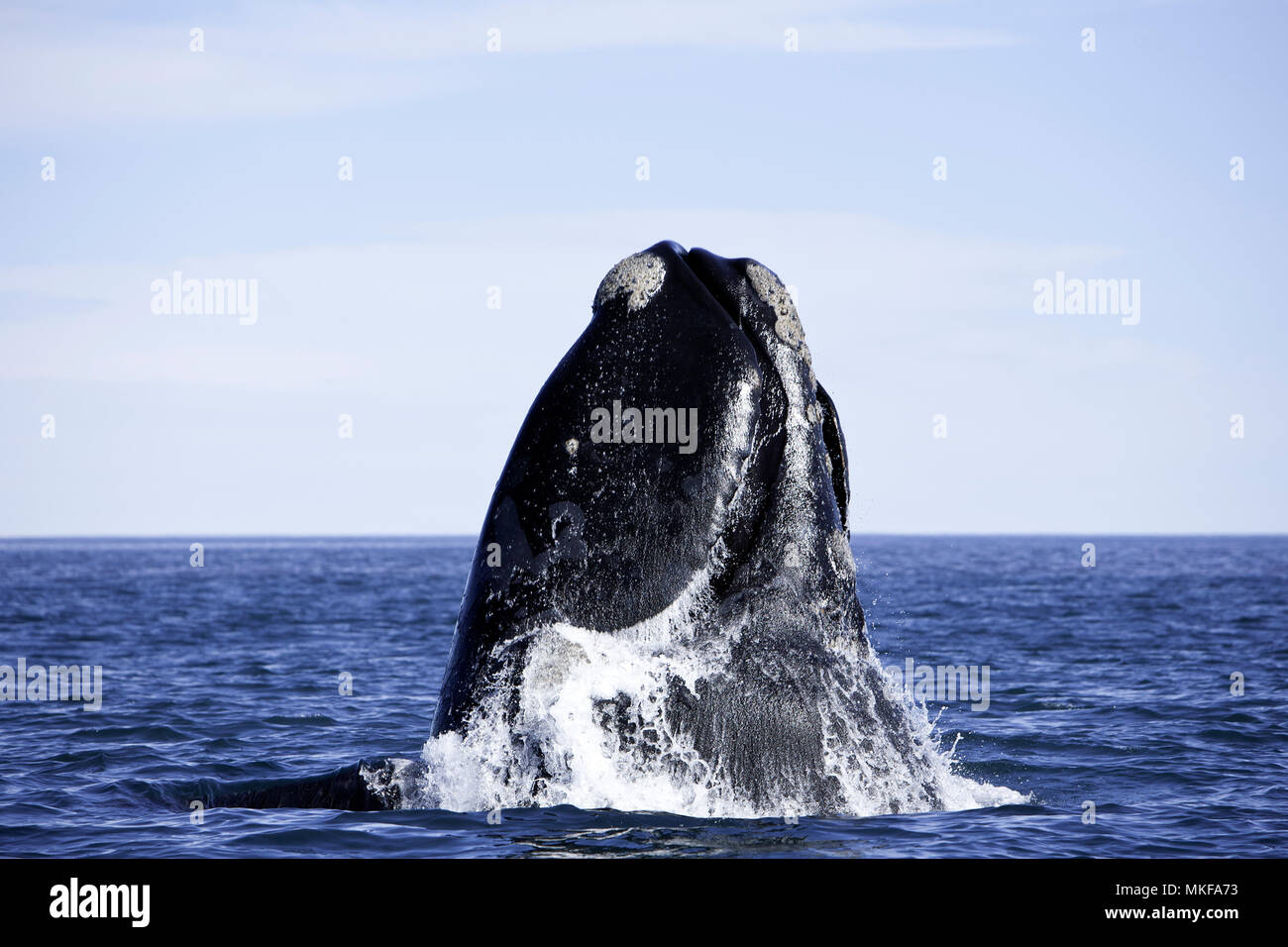 Breaching southern right whale, Eubalaena australis, Conservation Dependant (IUCN), UNESCO Natural World Heritage Site, Golfo Nuevo, Peninsula Valdes, Chubut, Patagonia, Argentina, Atlantic Ocean Stock Photo