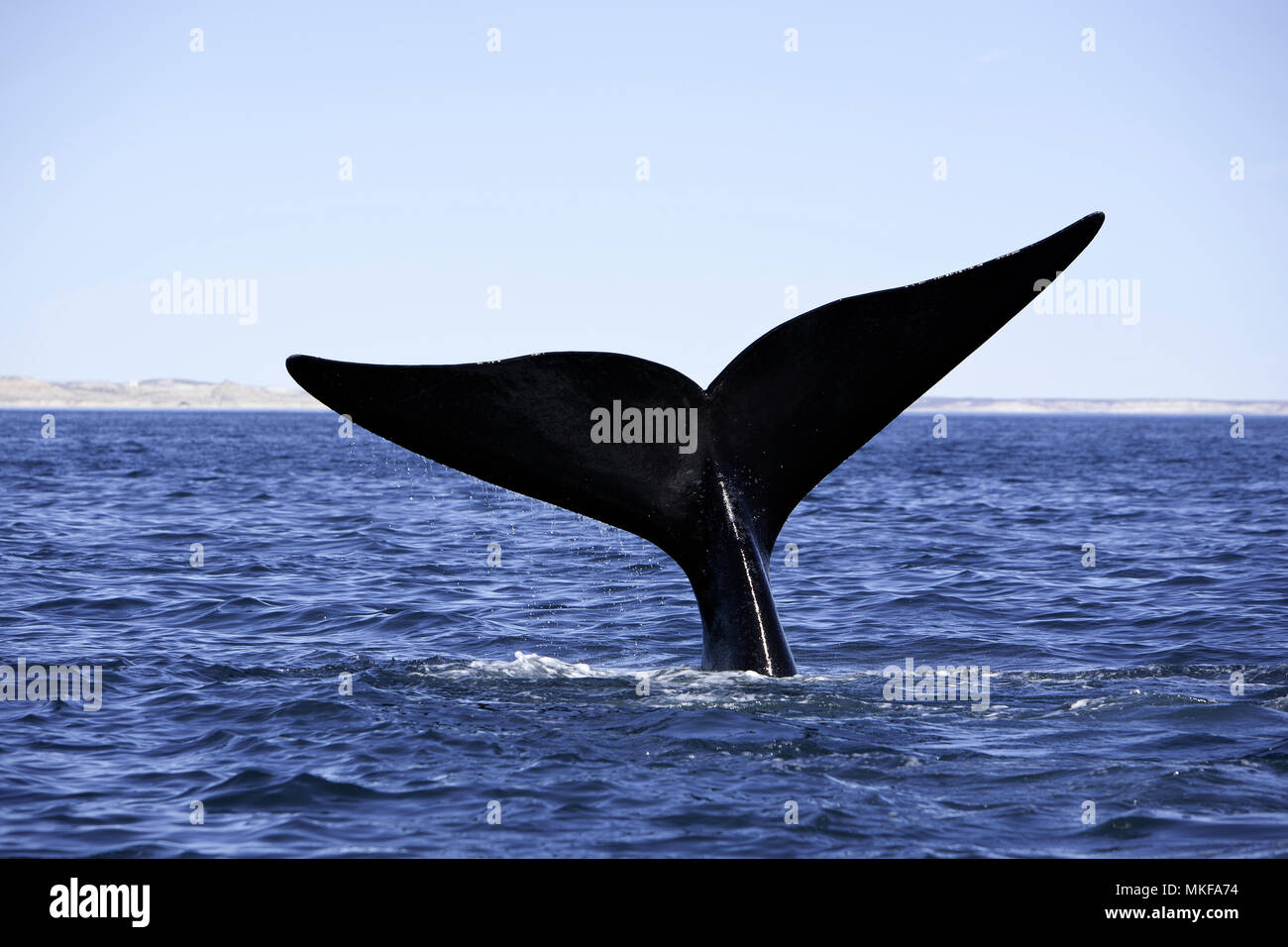 Tail of southern right whale, Eubalaena australis, Conservation Dependant (IUCN), UNESCO Natural World Heritage Site, Golfo Nuevo, Peninsula Valdes, Chubut, Patagonia, Argentina, Atlantic Ocean Stock Photo