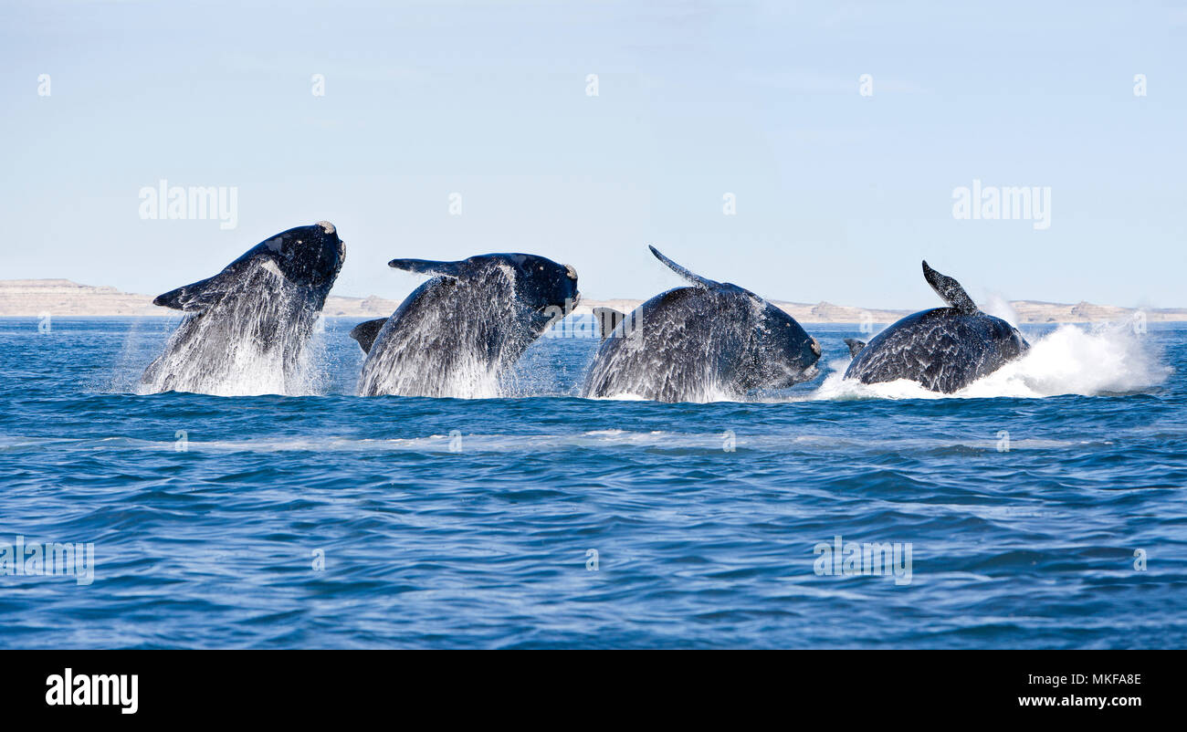 Breaching's sequence of a Southern right whale, Eubalaena australis , Conservation Dependant (IUCN), UNESCO Natural World Heritage Site, Golfo Nuevo, Peninsula Valdes, Chubut, Patagonia, Argentina, Atlantic Ocean Stock Photo
