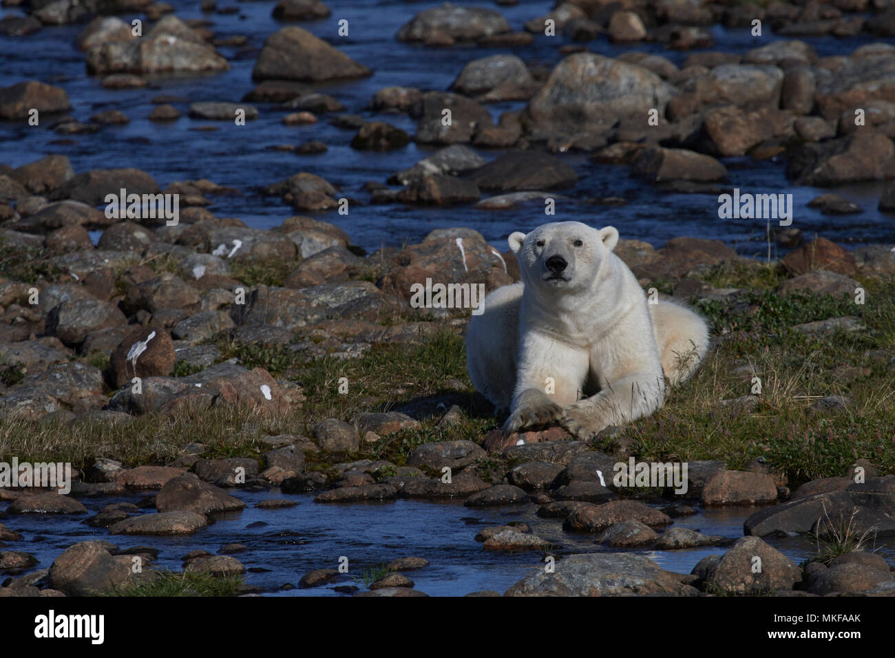 Are There Polar Bears In Newfoundland And Labrador