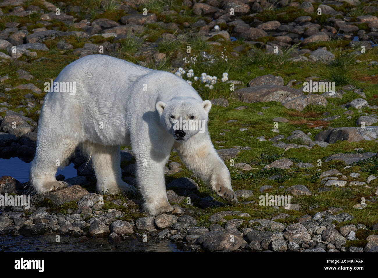 Are There Polar Bears In Newfoundland And Labrador