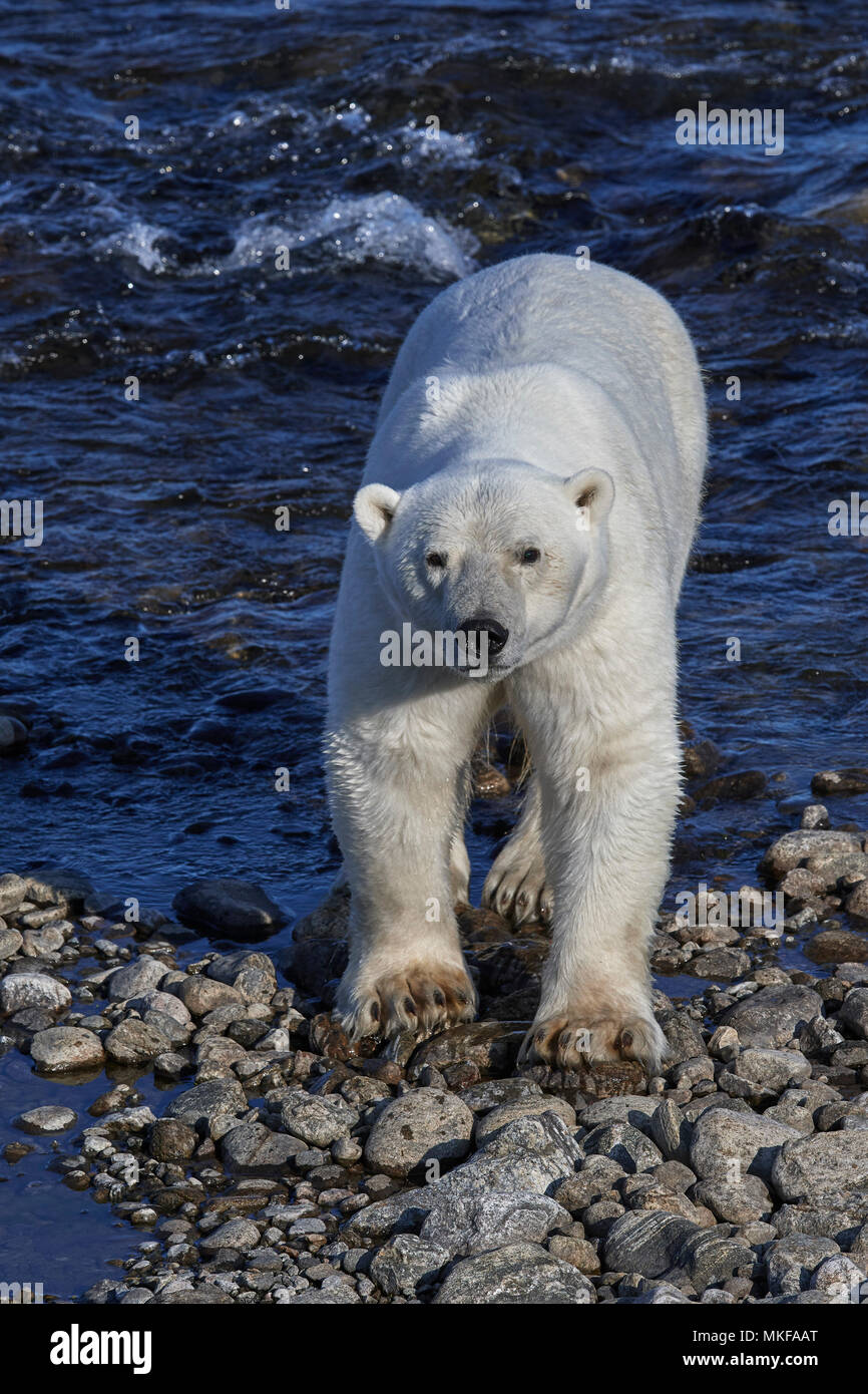 Are There Polar Bears In Newfoundland And Labrador