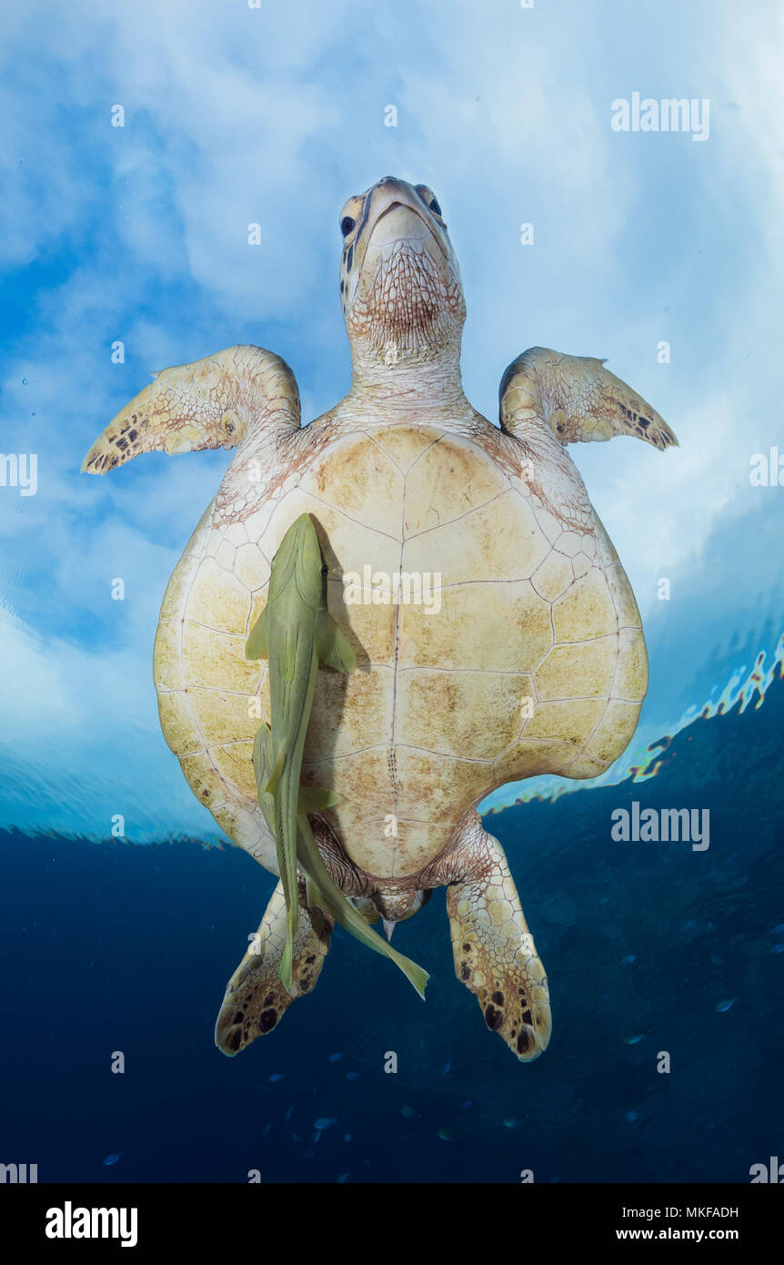 Green turtle (Chelonia mydas) with two remora on its breastplate, Mayotte, Indian Ocean Stock Photo