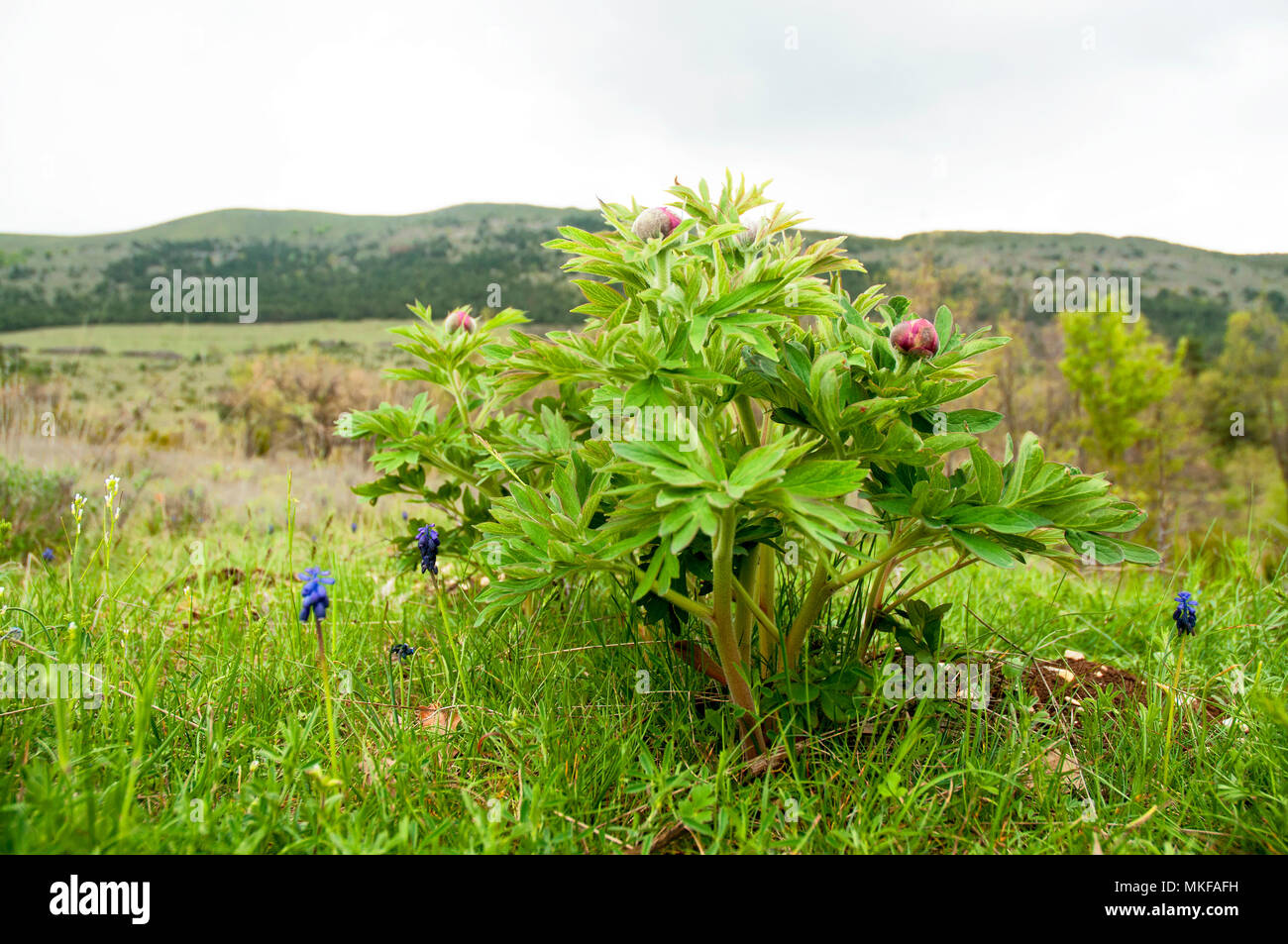 Wild common peony (Paeonia officinalis) in buds, spring evening, Drome, France Stock Photo