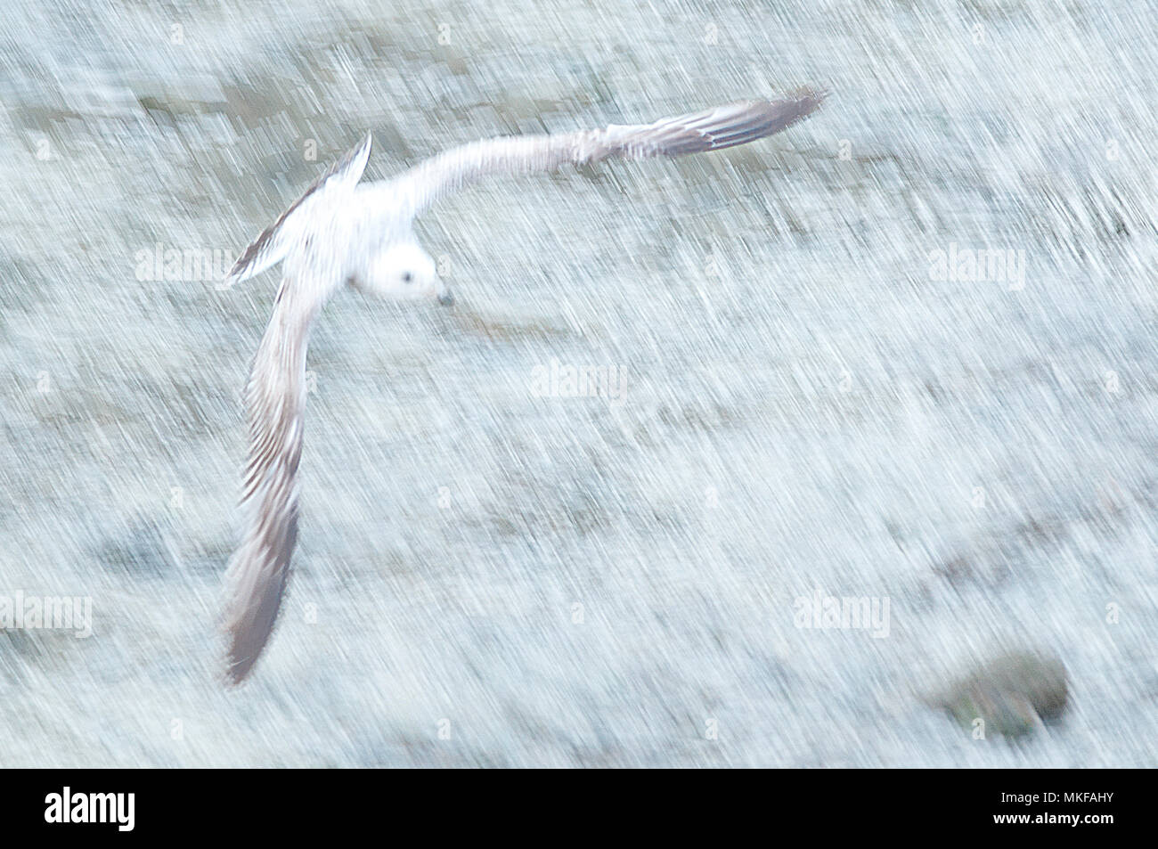 Common Gull (Larus canus) in flight above a harbor at low tide on a spring evening in search of dead fish, Normandy, France Stock Photo