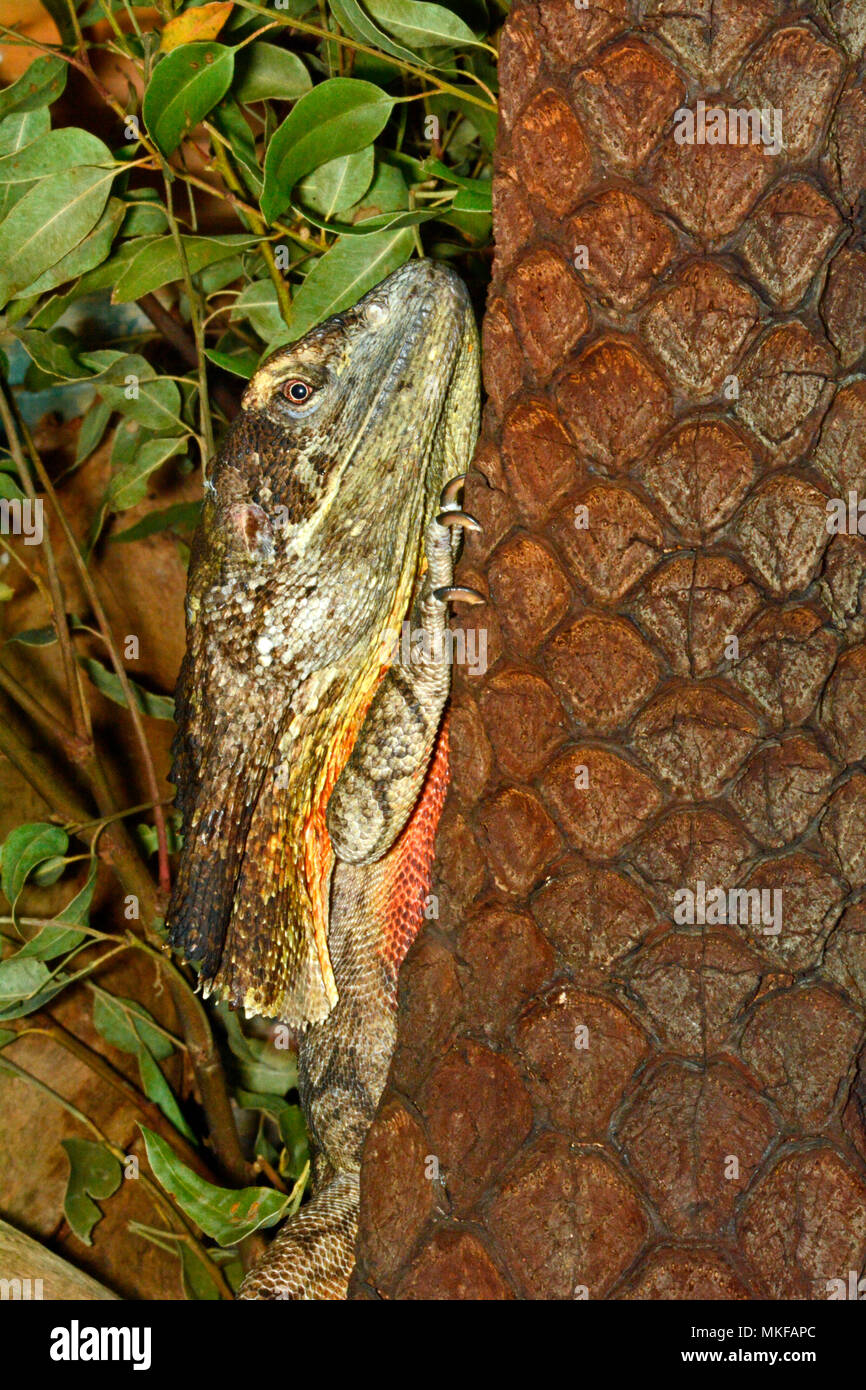 Frilled Lizard (Chlamydosaurus kingii), Australia Stock Photo