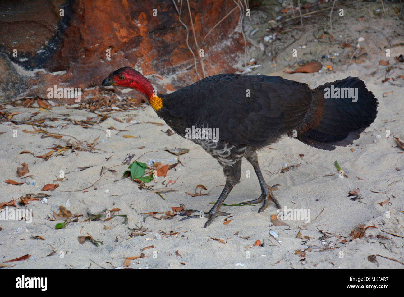 Australian Brushturkey (Alectura lathami) walking on sand, North Head, Sydney Harbour National