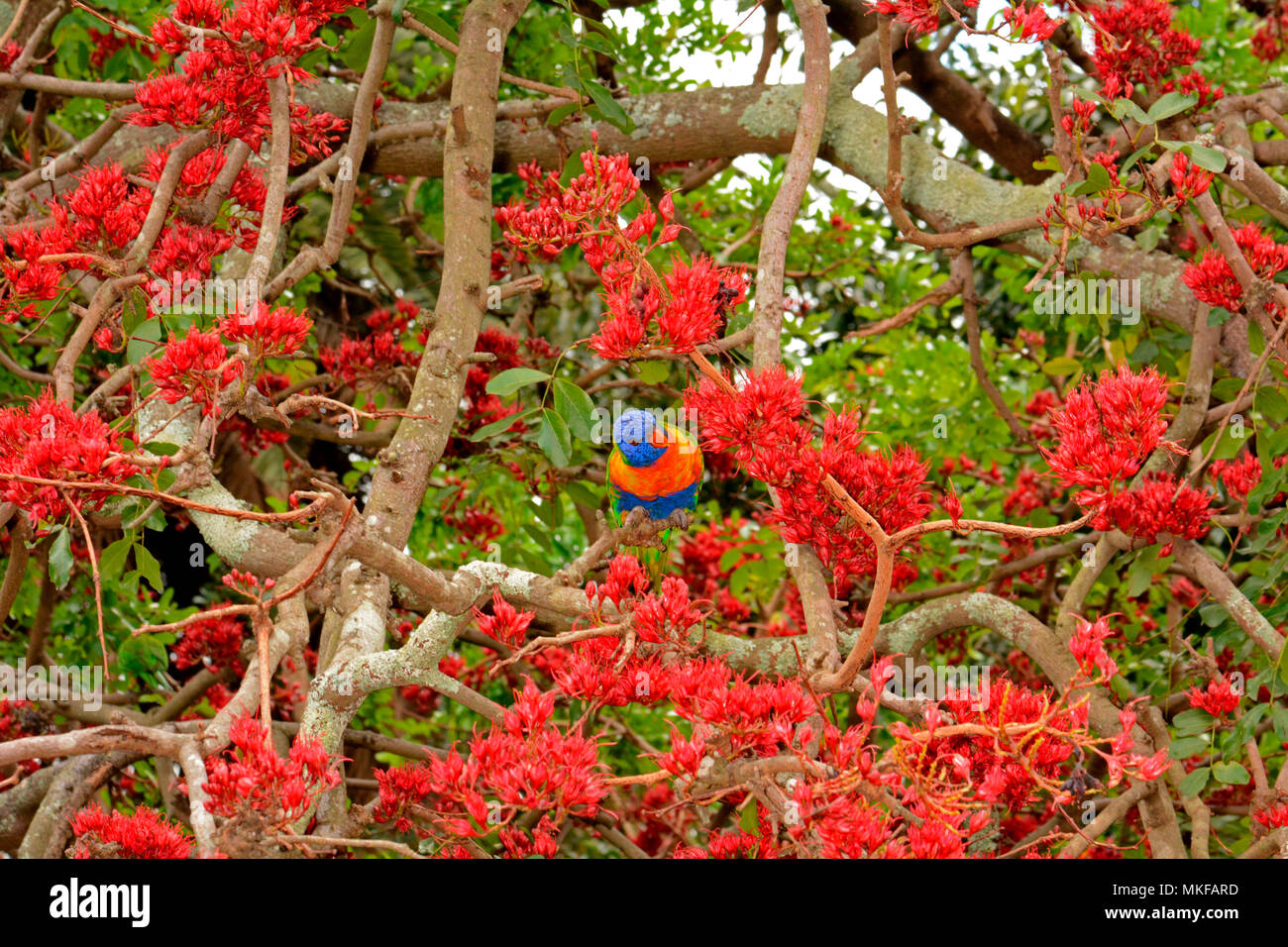 Rainbow Lorikeet (Trichoglossus haematodus) eating flowers, Sydney, NSW