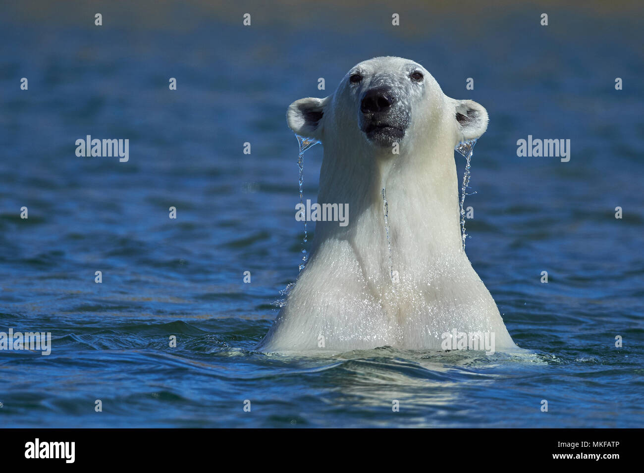 Are There Polar Bears In Newfoundland And Labrador