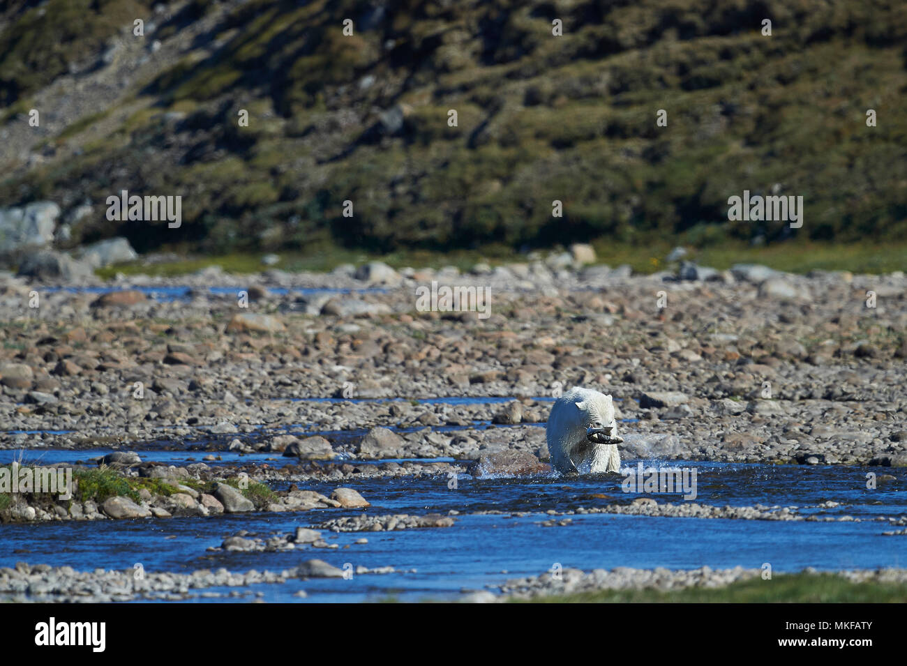 Polar bear (Ursus maritimus) with an Arctic char prey, Torngat ...